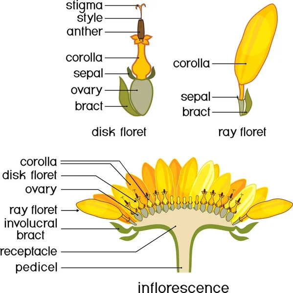 Structure of flower of sunflower in cross section. Structure of ray zygomorphic and actinomorphic disk flowers from inflorescence flower head or pseudanthium with titles