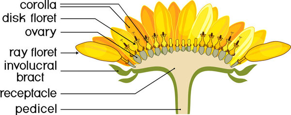 Structure of flower of sunflower in cross section. Diagram of flower head or pseudanthium. Parts of sunflower with titles