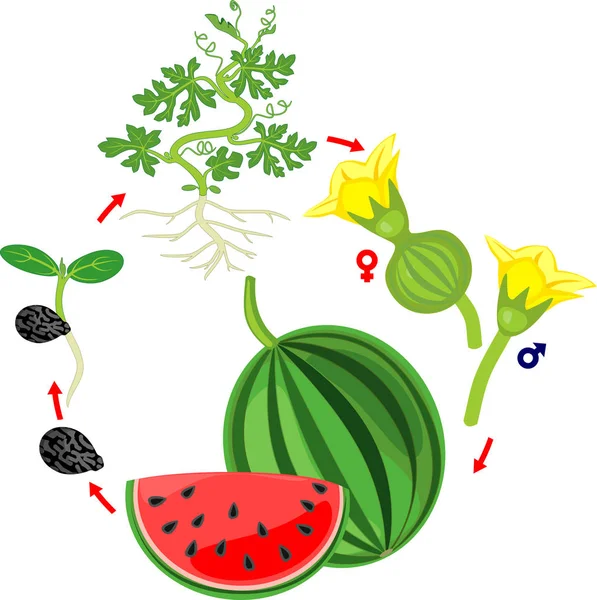 Lebenszyklus Der Wassermelonenpflanze Stadien Des Wassermelonenwachstums Von Samen Und Sprossen — Stockvektor