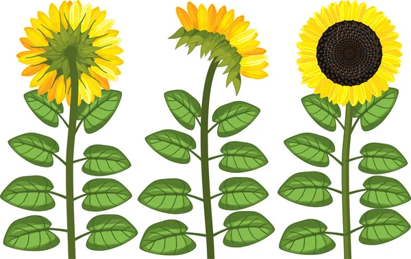 Set Sunflower Plants Green Leaves Yellow Black Flower Isolated White — Stock Vector