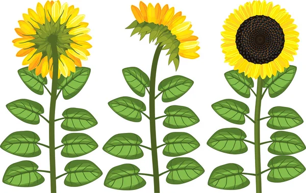 Set Piante Girasole Con Foglie Verdi Fiore Giallo Nero Isolato — Vettoriale Stock