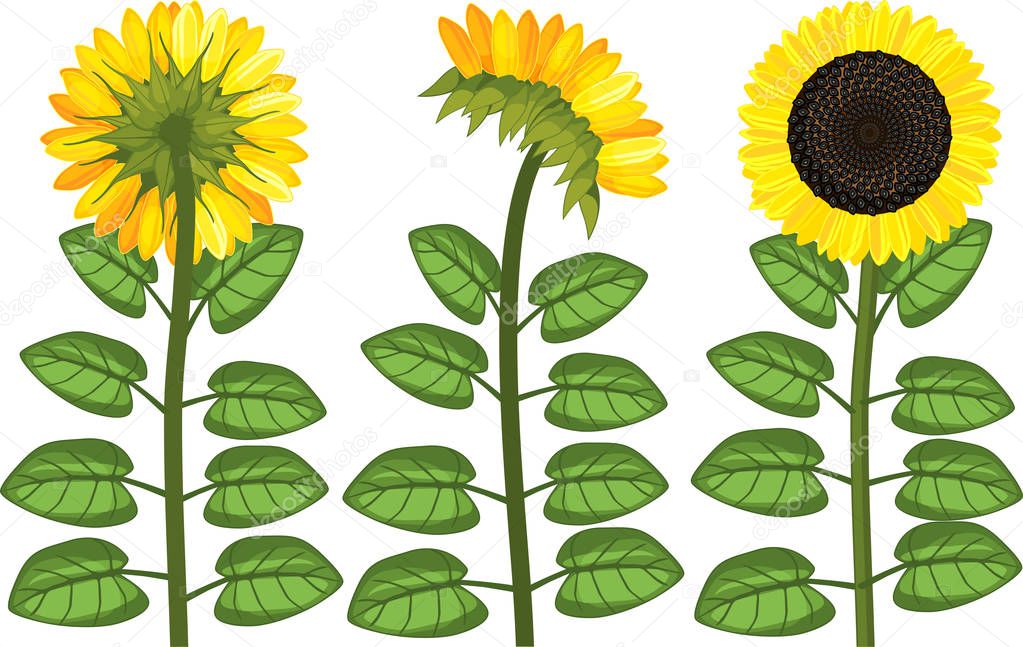  Set of sunflower plants with green leaves and yellow-black flower isolated on white background