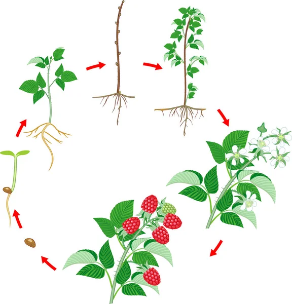 Siklus Hidup Dua Tahun Raspberry Terisolasi Dengan Latar Belakang Putih - Stok Vektor