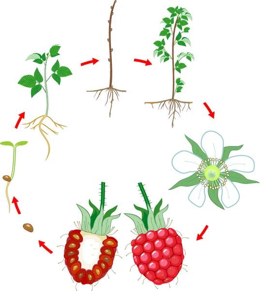 Two Year Life Cycle Raspberry Isolated White Background Growth Stages — Stock Vector