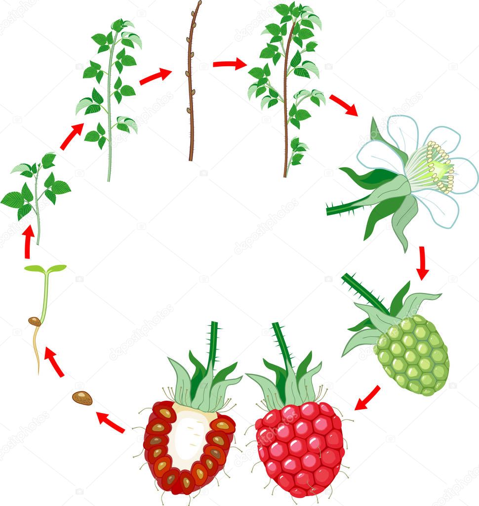 Two year life cycle of raspberry isolated on white background. Growth stages from seed to scrub and harvest of red berries isolated on white background