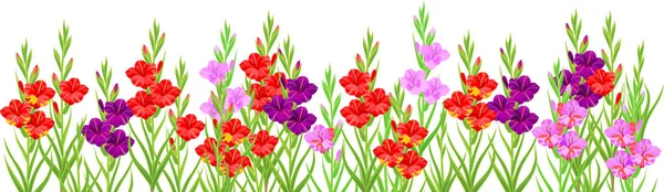Summer Flower Border Colorful Blooming Gladioli Isolated White Background — Stock Vector