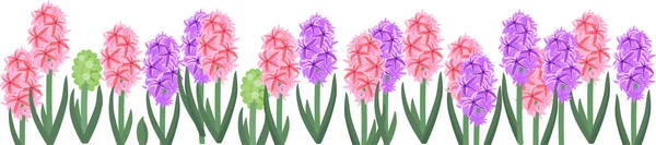 Frontera Flores Primavera Con Jacintos Florecientes Coloridos Aislados Sobre Fondo — Vector de stock