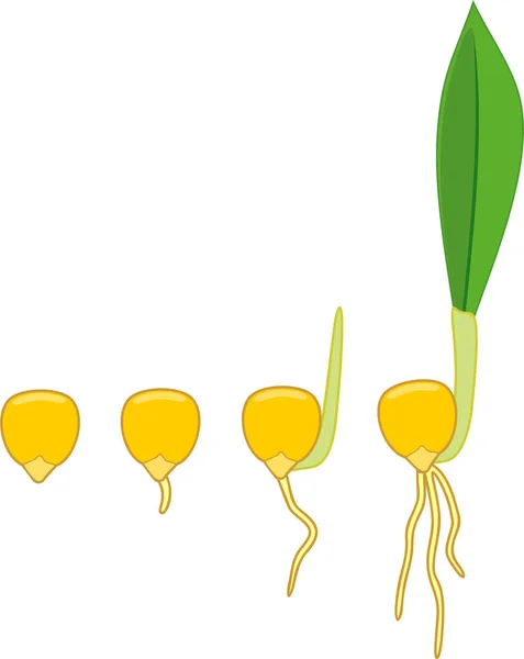 Последовательные Стадии Прорастания Семян Кукурузы Кукурузы Белом Фоне — стоковый вектор