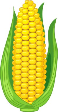 Beyaz arka planda izole yeşil kabuğu ile olgun sarı Mısır kulağı