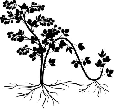 Katmanlama ile yayılma. Böğürtlen bitki vegetatif üreme düzeni beyaz arka plan üzerinde izole