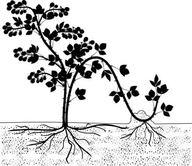 Katmanlama ile yayılma. Böğürtlen bitki vegetatif üreme düzeni beyaz arka plan üzerinde izole