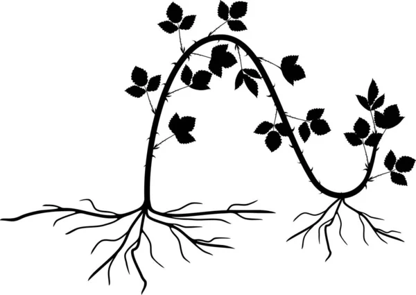 Propagation Par Superposition Blackberry Plant Système Reproduction Végétative Isolé Sur — Image vectorielle