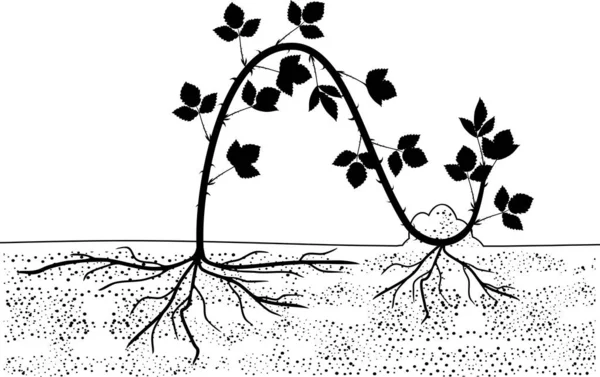 Katmanlama ile yayılma. Böğürtlen bitki vegetatif üreme düzeni beyaz arka plan üzerinde izole