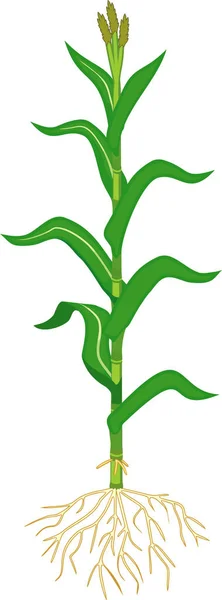 Кукуруза Кукуруза Растение Зелеными Листьями Корневая Система Мужские Цветы Белом — стоковый вектор