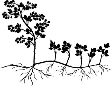 Enayi tarafından bitki yayılımı. Böğürtlen bitki vegetatif üreme düzeni beyaz arka plan üzerinde izole