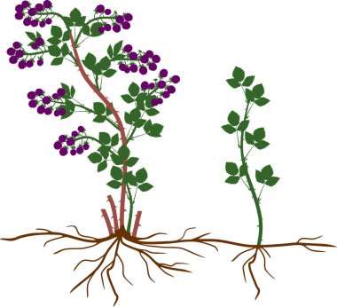 Böğürtlen bitki bitkisel üreme düzeni. Floricane kız bitki beyaz arka plan üzerinde izole ile