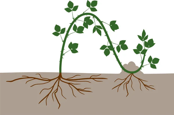 Propagación Por Capas Esquema Reproducción Vegetativa Planta Mora Aislado Sobre — Archivo Imágenes Vectoriales