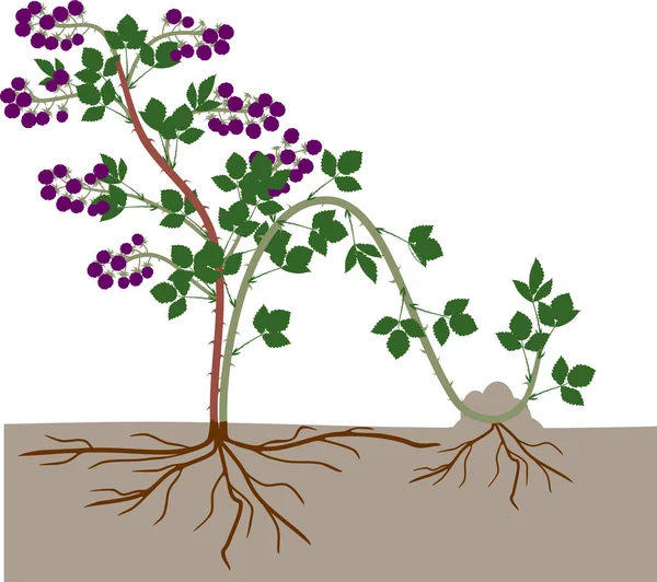 通过分层传播 在白色背景上分离的黑莓植物植物繁殖方案 — 图库矢量图片