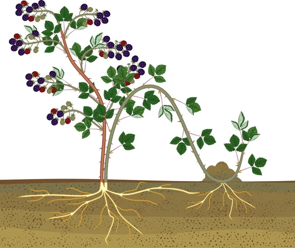 Propagation Layering Blackberry Plant Vegetative Reproduction Scheme Isolated White Background — Stock Vector