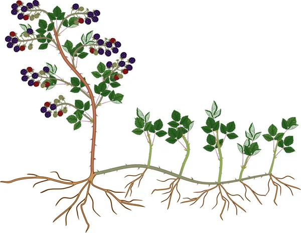 植物通过吸盘传播 在白色背景上分离的黑莓植物植物繁殖方案 — 图库矢量图片
