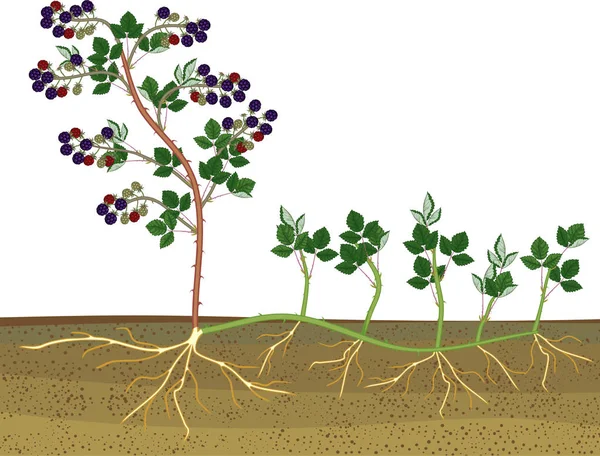Pflanzenvermehrung Durch Sauger Brombeerpflanze Vegetatives Fortpflanzungsschema Isoliert Auf Weißem Hintergrund — Stockvektor