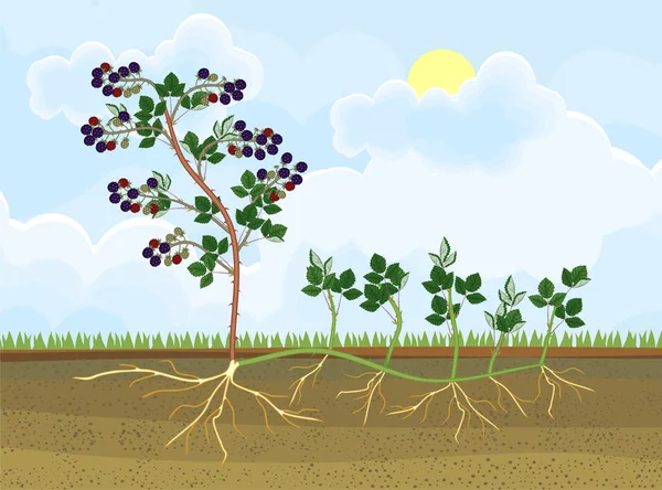 Растение Размножается Сосунком Схема Вегетативного Воспроизводства Ежевики — стоковый вектор