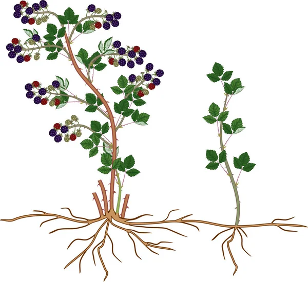 Blackberry Plant Vegetatief Reproductie Schema Floricane Met Dochter Plant Geïsoleerd — Stockvector