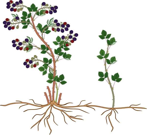 Planta Mora Esquema Reproducción Vegetativa Floricane Con Planta Hija Aislada — Archivo Imágenes Vectoriales