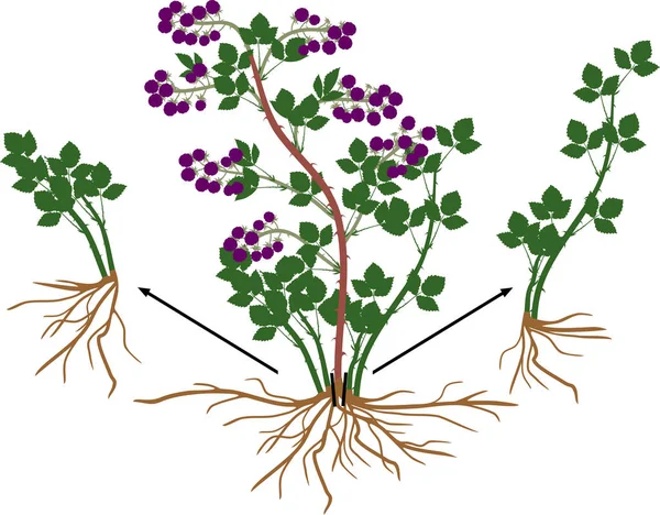 黑莓植物生殖计划 黑莓灌木与成熟的浆果 根系和绿叶隔离在白色背景 — 图库矢量图片