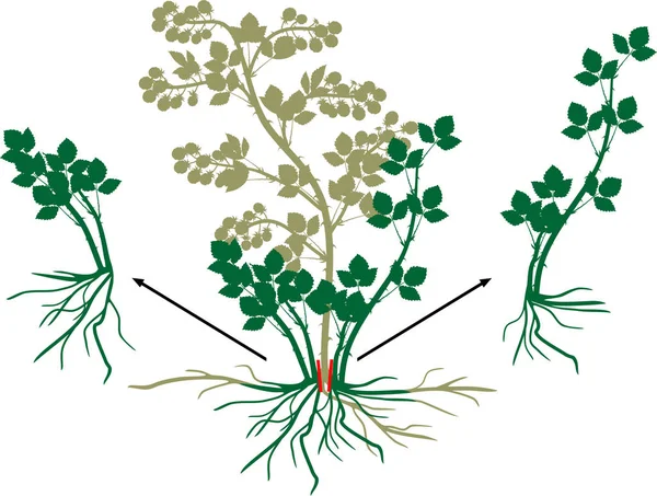 Vegetatives Fortpflanzungsschema Der Brombeere Brombeerstrauch Mit Reifen Beeren Wurzelsystem Und — Stockvektor