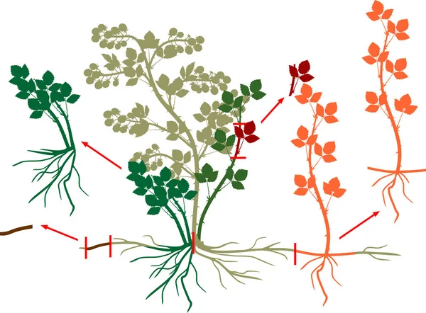 黑莓植物生殖计划 黑莓灌木与浆果 根系和叶子隔离在白色背景 — 图库矢量图片