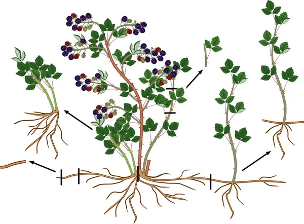 Vegetatives Fortpflanzungsschema Der Brombeere Brombeerstrauch Mit Reifen Beeren Wurzelsystem Und — Stockvektor