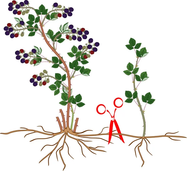 Esquema Reproducción Vegetativa Mora Arbusto Mora Con Bayas Maduras Sistema — Archivo Imágenes Vectoriales