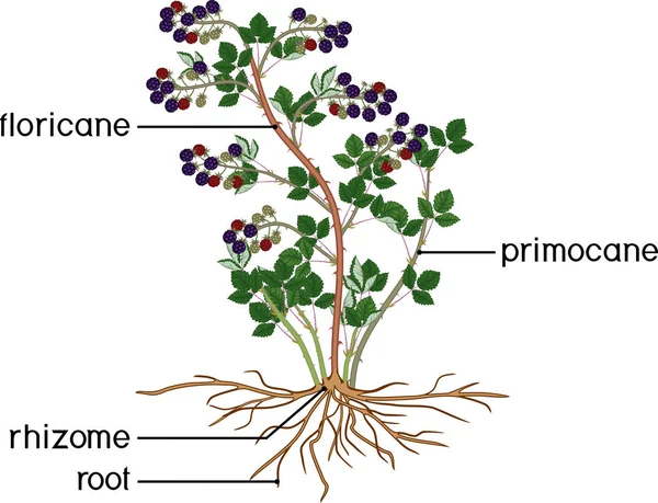 Kasvien Osat Morfologia Karhunvatukka Pensas Marjoja Vihreät Lehdet Juuristo Otsikot — vektorikuva