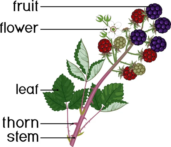 Parti Pianta Morfologia Del Ramo Mora Con Bacche Mature Foglie — Vettoriale Stock