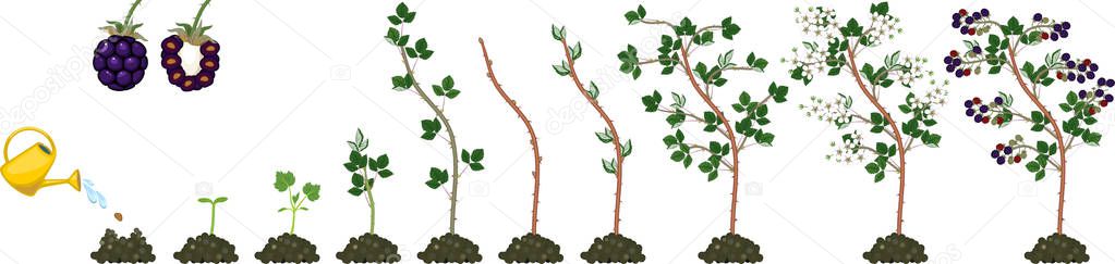 Two year life cycle of blackberry plant isolated on white background. Growth stages from seed to scrub with harvest of ripe berries