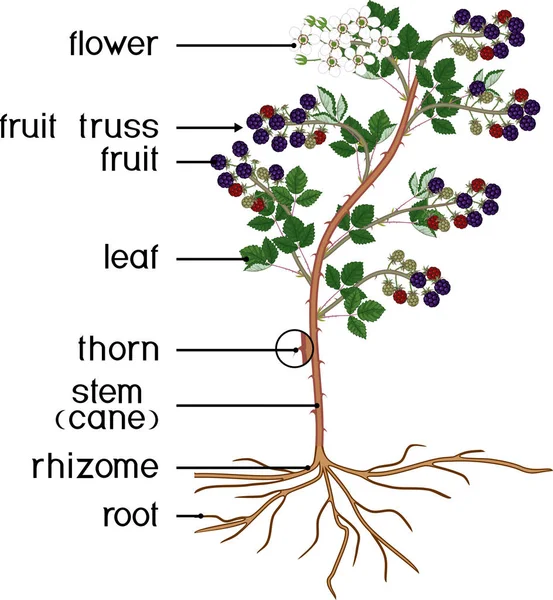 Delen Van Planten Morfologie Van Blackberry Struik Met Bloemen Bessen — Stockvector