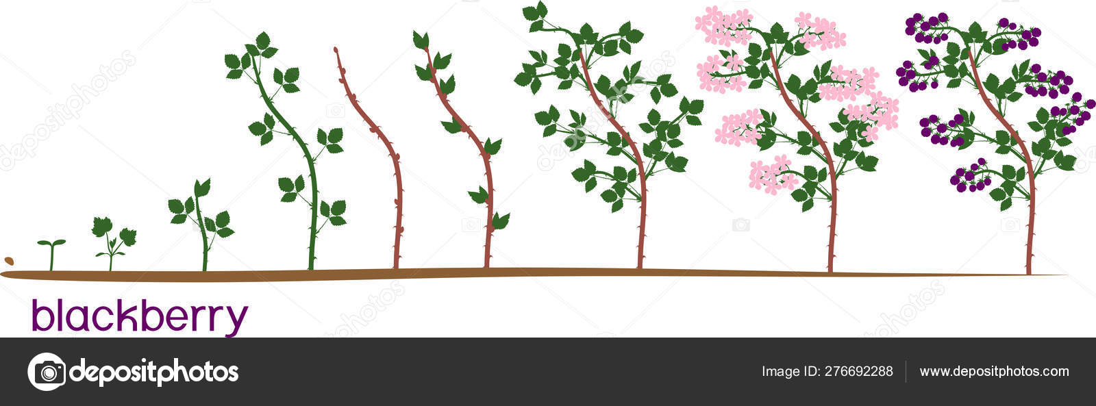 Two Year Life Cycle Blackberry Plant Stock Vector (Royalty, 48% OFF