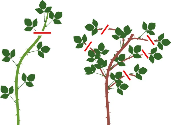 Brombeerpflanzenschnitt Für Floricane Und Primocane Isoliert Auf Weißem Hintergrund — Stockvektor