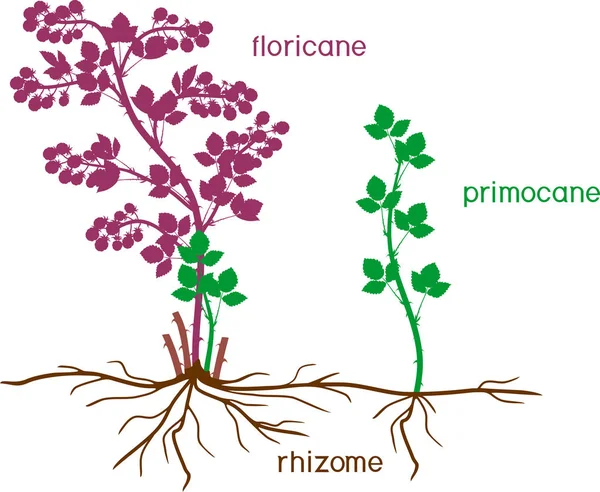 Części Roślin Morfologia Krzewu Jeżynowego Florą Primotanem Systemem Korzeniowym Izolowanym — Wektor stockowy