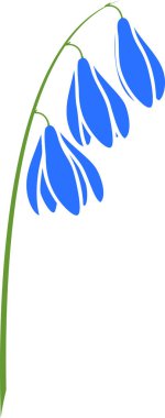 Sibirya adasoğanı veya Scilla siberica mavi çiçekler beyaz arka planda izole