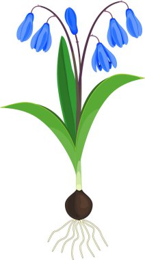 Siberian squill or Scilla siberica plant with blue flowers, green leaves and bulb isolated on white background clipart