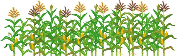 トウモロコシ畑と国境を接する農業植物は 白い背景に隔離されています 緑の葉と熟した黄色いトウモロコシの耳を持つトウモロコシ トウモロコシ 植物のグループ — ストックベクタ