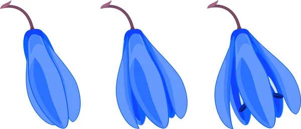 Flores Azules Squill Siberiano Scilla Siberica Aisladas Sobre Fondo Blanco — Vector de stock