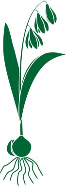 Sibirya Squill veya Scilla Siberica bitkisinin silueti. Beyaz arka planda çiçek, yaprak ve ampulle izole edilmiş.