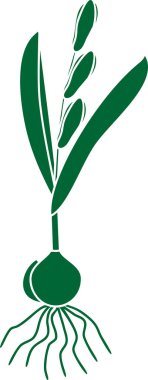 Sibirya Squill veya Scilla Siberica bitkisinin silueti. Beyaz arka planda çiçek, yaprak ve ampulle izole edilmiş.