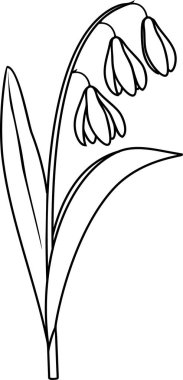 Sibirya Squill 'i ya da yapraklı ve çiçekli Scilla Siberica bitkisi ile renklendirme sayfası