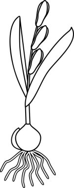 Sibirya Squill veya Scilla Siberica bitkilerinin yaprakları, çiçekleri ve ampulleriyle boyama sayfası