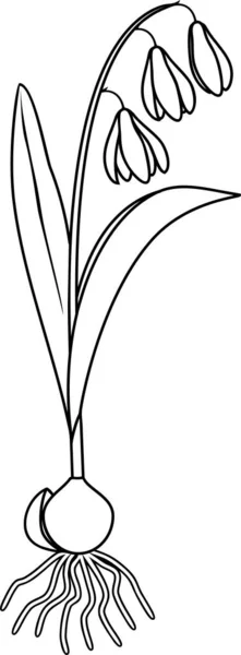 Zbarvení Stránky Sibiřskou Squill Nebo Scilla Siberica Rostlina Listy Květinami — Stockový vektor