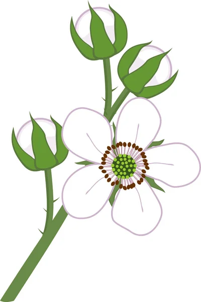 Flores Mora Aisladas Sobre Fondo Blanco — Archivo Imágenes Vectoriales